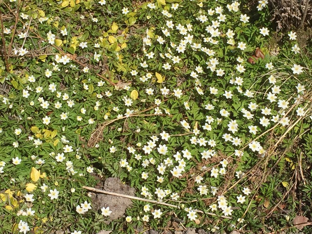 Borgdala Stugor Ödkarby エクステリア 写真